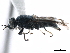  (Myxosargus knowltoni - CCDB-31123-D07)  @11 [ ] CreativeCommons - Attribution (2017) CBG Photography Group Centre for Biodiversity Genomics