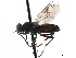 (Nothomyia - CCDB-31123-D08)  @11 [ ] CreativeCommons - Attribution (2017) CBG Photography Group Centre for Biodiversity Genomics