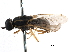  (Rhaphiocerina - CCDB-31123-D10)  @11 [ ] CreativeCommons - Attribution (2017) CBG Photography Group Centre for Biodiversity Genomics