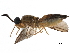  (Vitilevumyia - CCDB-31123-D11)  @11 [ ] CreativeCommons - Attribution (2017) CBG Photography Group Centre for Biodiversity Genomics