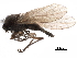  ( - CCDB-31123-F06)  @11 [ ] CreativeCommons - Attribution (2017) CBG Photography Group Centre for Biodiversity Genomics
