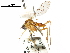  (Vermileo vermileo - CCDB-31123-G01)  @11 [ ] CreativeCommons - Attribution (2017) CBG Photography Group Centre for Biodiversity Genomics