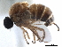  (Ogcodes dispar - CCDB-31123-H02)  @11 [ ] CreativeCommons - Attribution (2017) CBG Photography Group Centre for Biodiversity Genomics