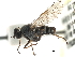  (Anabarhynchus annulatus - CCDB-31124-B03)  @11 [ ] CreativeCommons - Attribution (2017) CBG Photography Group Centre for Biodiversity Genomics