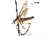  (Anabarhynchus micans - CCDB-31124-C01)  @11 [ ] CreativeCommons - Attribution (2017) CBG Photography Group Centre for Biodiversity Genomics