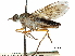  (Peralia hermanni - CCDB-31124-D06)  @11 [ ] CreativeCommons - Attribution (2017) CBG Photography Group Centre for Biodiversity Genomics