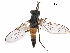  (Phycus fulvus - CCDB-31124-D08)  @11 [ ] CreativeCommons - Attribution (2017) CBG Photography Group Centre for Biodiversity Genomics