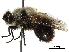  ( - CCDB-31124-F03)  @11 [ ] CreativeCommons - Attribution (2017) CBG Photography Group Centre for Biodiversity Genomics