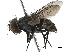  (Metopia polita - CCDB-31124-H05)  @14 [ ] CreativeCommons - Attribution (2017) CBG Photography Group Centre for Biodiversity Genomics