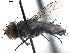  (Phrosinella aurifacies - CCDB-31124-H09)  @11 [ ] CreativeCommons - Attribution (2017) CBG Photography Group Centre for Biodiversity Genomics
