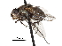  (Galapagomyia - CCDB-31125-A09)  @11 [ ] CreativeCommons - Attribution (2017) CBG Photography Group Centre for Biodiversity Genomics