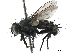  (Titanogrypa - CCDB-31125-D03)  @14 [ ] CreativeCommons - Attribution (2017) CBG Photography Group Centre for Biodiversity Genomics
