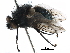  ( - CCDB-31125-E02)  @11 [ ] CreativeCommons - Attribution (2017) CBG Photography Group Centre for Biodiversity Genomics