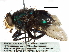  ( - CCDB-31125-E04)  @11 [ ] CreativeCommons - Attribution (2017) CBG Photography Group Centre for Biodiversity Genomics