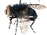  ( - CCDB-31125-F01)  @11 [ ] CreativeCommons - Attribution (2017) CBG Photography Group Centre for Biodiversity Genomics