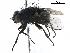  (Melinda cognata - CCDB-31125-F03)  @11 [ ] CreativeCommons - Attribution (2017) CBG Photography Group Centre for Biodiversity Genomics