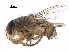  ( - CCDB-31125-G01)  @11 [ ] CreativeCommons - Attribution (2017) CBG Photography Group Centre for Biodiversity Genomics