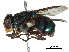  ( - CCDB-31125-G05)  @11 [ ] CreativeCommons - Attribution (2017) CBG Photography Group Centre for Biodiversity Genomics