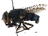  ( - CCDB-31125-G08)  @11 [ ] CreativeCommons - Attribution (2017) CBG Photography Group Centre for Biodiversity Genomics