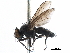  ( - CCDB-31125-H08)  @11 [ ] CreativeCommons - Attribution (2017) CBG Photography Group Centre for Biodiversity Genomics