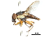  (Fainia - CCDB-31126-A05)  @11 [ ] CreativeCommons - Attribution (2017) CBG Photography Group Centre for Biodiversity Genomics