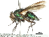  (Isomyia - CCDB-31126-A07)  @11 [ ] CreativeCommons - Attribution (2017) CBG Photography Group Centre for Biodiversity Genomics