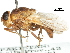  (Rhyncomya seguyi - CCDB-31126-B01)  @11 [ ] CreativeCommons - Attribution (2017) CBG Photography Group Centre for Biodiversity Genomics