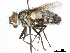  (Chaetexorista - CCDB-31126-B07)  @11 [ ] CreativeCommons - Attribution (2017) CBG Photography Group Centre for Biodiversity Genomics