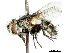  ( - CCDB-31126-B10)  @11 [ ] CreativeCommons - Attribution (2017) CBG Photography Group Centre for Biodiversity Genomics