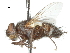  (Neophryxe - CCDB-31126-B11)  @11 [ ] CreativeCommons - Attribution (2017) CBG Photography Group Centre for Biodiversity Genomics