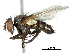  ( - CCDB-31126-C03)  @11 [ ] CreativeCommons - Attribution (2017) CBG Photography Group Centre for Biodiversity Genomics