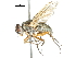  (Meigenielloides - CCDB-31126-C06)  @14 [ ] CreativeCommons - Attribution (2017) CBG Photography Group Centre for Biodiversity Genomics