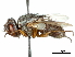  (Phasmophaga - CCDB-31126-C10)  @11 [ ] CreativeCommons - Attribution (2017) CBG Photography Group Centre for Biodiversity Genomics