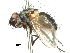  (Picconia - CCDB-31126-C12)  @11 [ ] CreativeCommons - Attribution (2017) CBG Photography Group Centre for Biodiversity Genomics