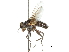  (Prodegeeria pammelaena - CCDB-31126-D01)  @11 [ ] CreativeCommons - Attribution (2017) CBG Photography Group Centre for Biodiversity Genomics