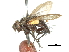  ( - CCDB-31126-D04)  @11 [ ] CreativeCommons - Attribution (2017) CBG Photography Group Centre for Biodiversity Genomics