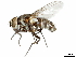  (Lydellothelaira - CCDB-31126-D06)  @11 [ ] CreativeCommons - Attribution (2017) CBG Photography Group Centre for Biodiversity Genomics