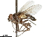  (Tettigoniophaga - CCDB-31126-D09)  @11 [ ] CreativeCommons - Attribution (2017) CBG Photography Group Centre for Biodiversity Genomics