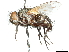  (Lomachantha - CCDB-31126-D12)  @11 [ ] CreativeCommons - Attribution (2017) CBG Photography Group Centre for Biodiversity Genomics