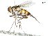  (Urodexia - CCDB-31126-E01)  @11 [ ] CreativeCommons - Attribution (2017) CBG Photography Group Centre for Biodiversity Genomics