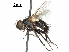  (Phebellia erecta - CCDB-31126-E08)  @11 [ ] CreativeCommons - Attribution (2017) CBG Photography Group Centre for Biodiversity Genomics
