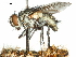  ( - CCDB-31126-E09)  @11 [ ] CreativeCommons - Attribution (2017) CBG Photography Group Centre for Biodiversity Genomics