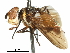  (Bogosia - CCDB-31127-B05)  @11 [ ] CreativeCommons - Attribution (2017) CBG Photography Group Centre for Biodiversity Genomics