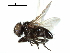  ( - CCDB-31127-B08)  @11 [ ] CreativeCommons - Attribution (2017) CBG Photography Group Centre for Biodiversity Genomics