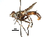  ( - CCDB-31127-B11)  @11 [ ] CreativeCommons - Attribution (2017) CBG Photography Group Centre for Biodiversity Genomics