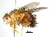  ( - CCDB-31127-D07)  @11 [ ] CreativeCommons - Attribution (2017) CBG Photography Group Centre for Biodiversity Genomics