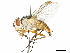  (Fischeria - CCDB-31127-E05)  @11 [ ] CreativeCommons - Attribution (2017) CBG Photography Group Centre for Biodiversity Genomics