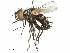  ( - CCDB-31127-F01)  @11 [ ] CreativeCommons - Attribution (2017) CBG Photography Group Centre for Biodiversity Genomics