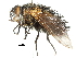  (Paradejeania - CCDB-31127-F12)  @11 [ ] CreativeCommons - Attribution (2017) CBG Photography Group Centre for Biodiversity Genomics