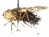  (Echinopyrrhosia - CCDB-31127-G02)  @13 [ ] CreativeCommons - Attribution (2017) CBG Photography Group Centre for Biodiversity Genomics